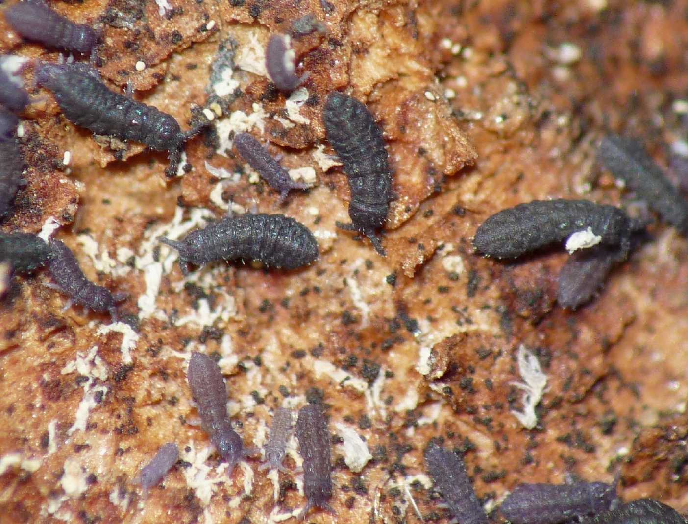 Collemboli (Poduridi) sotto la corteccia